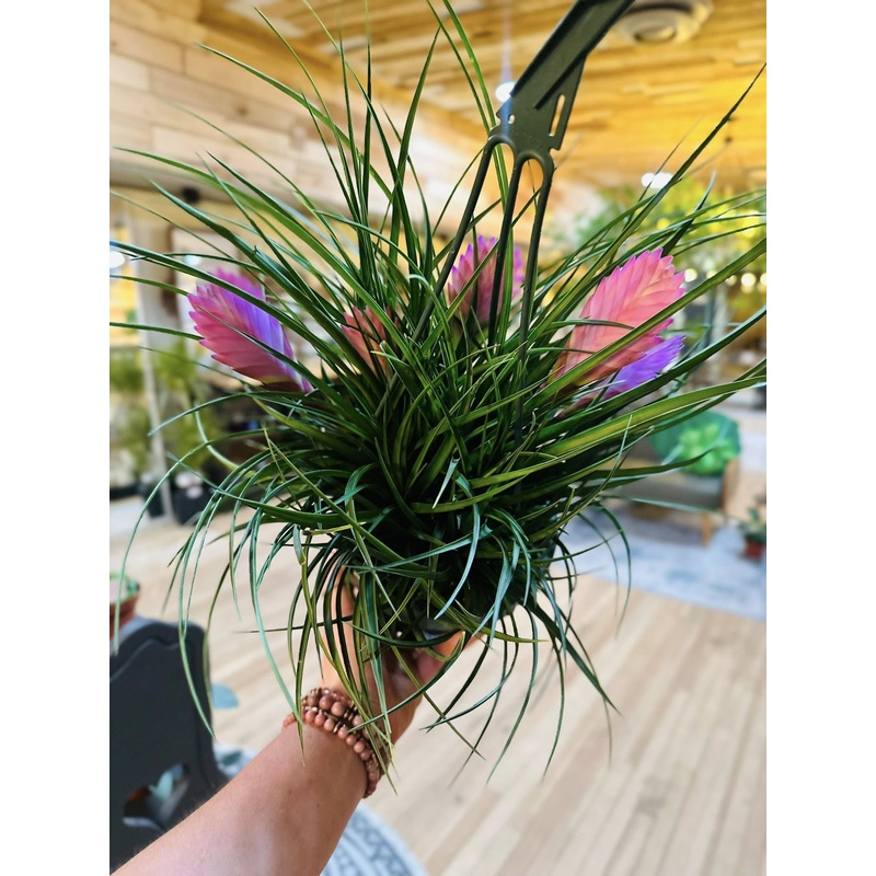 6 Tillandsia Cyanea Basket