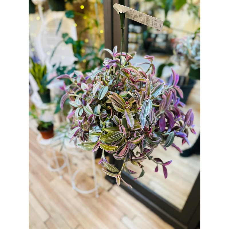 6 Tradescantia Nanouk Basket