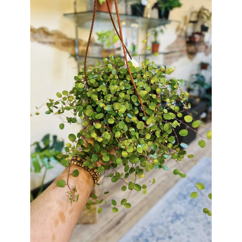 6 Wire Ivy Basket