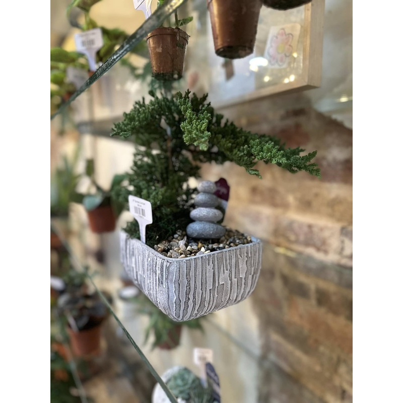 8 Bonsai Juniper