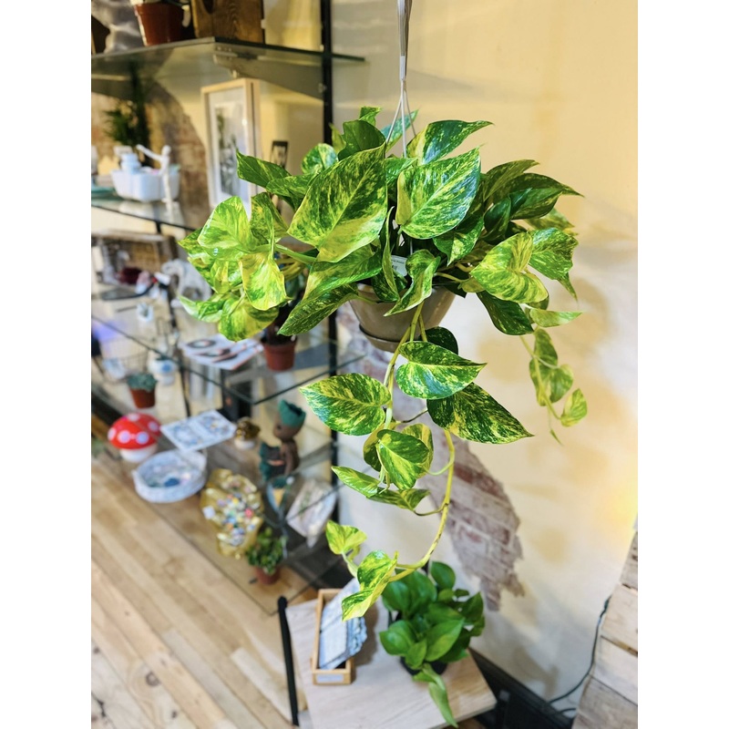 8 Churchill Pothos Basket