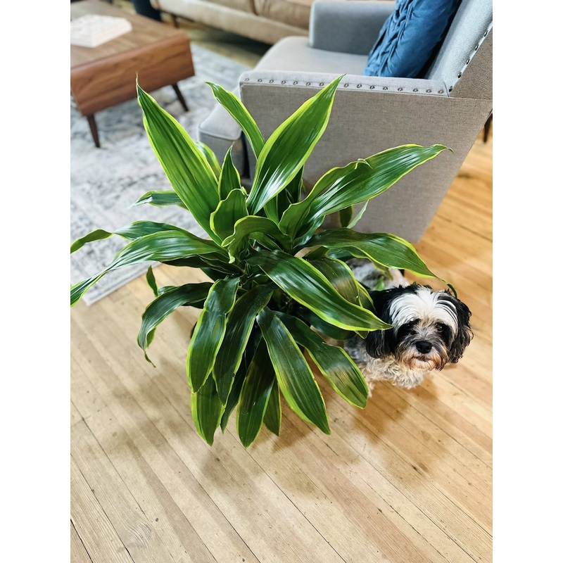 8 Dracaena Art