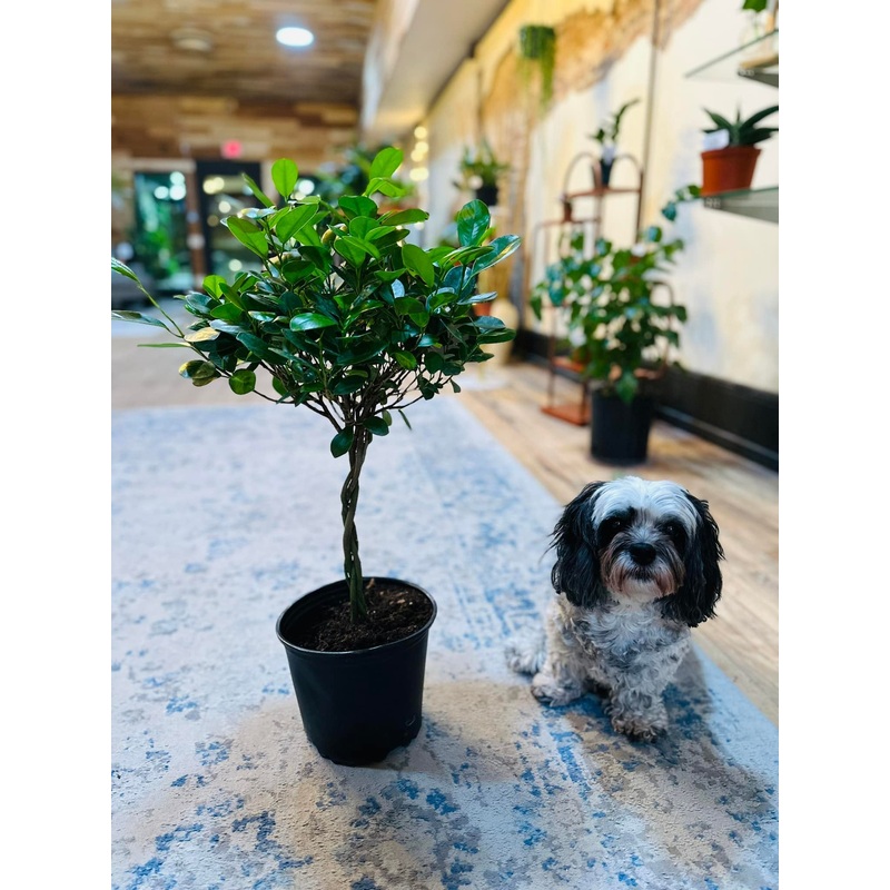 8 Ficus Moclame
