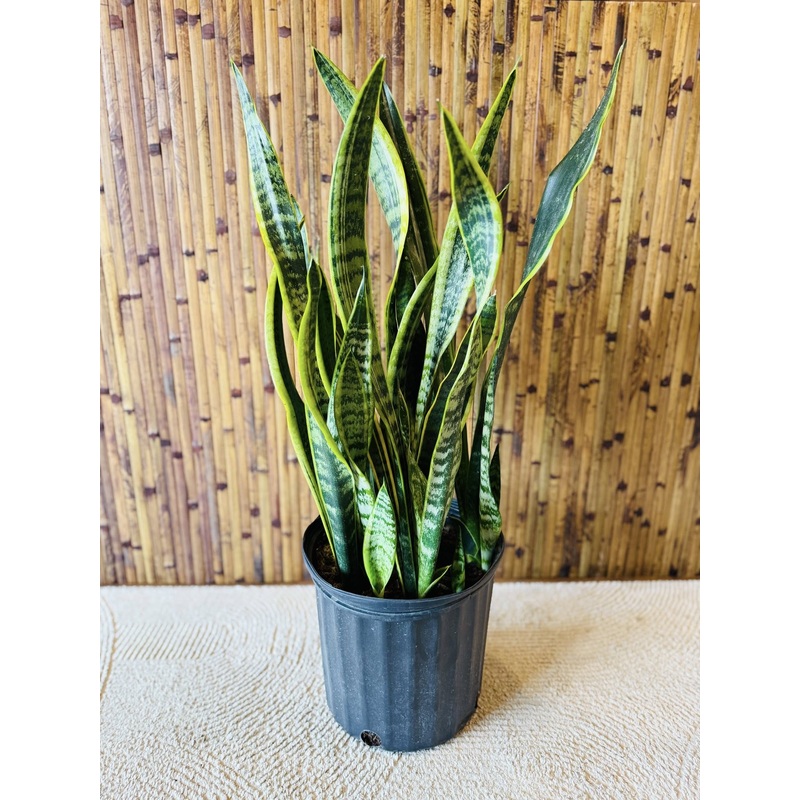 8 Laurentii Snake Plant