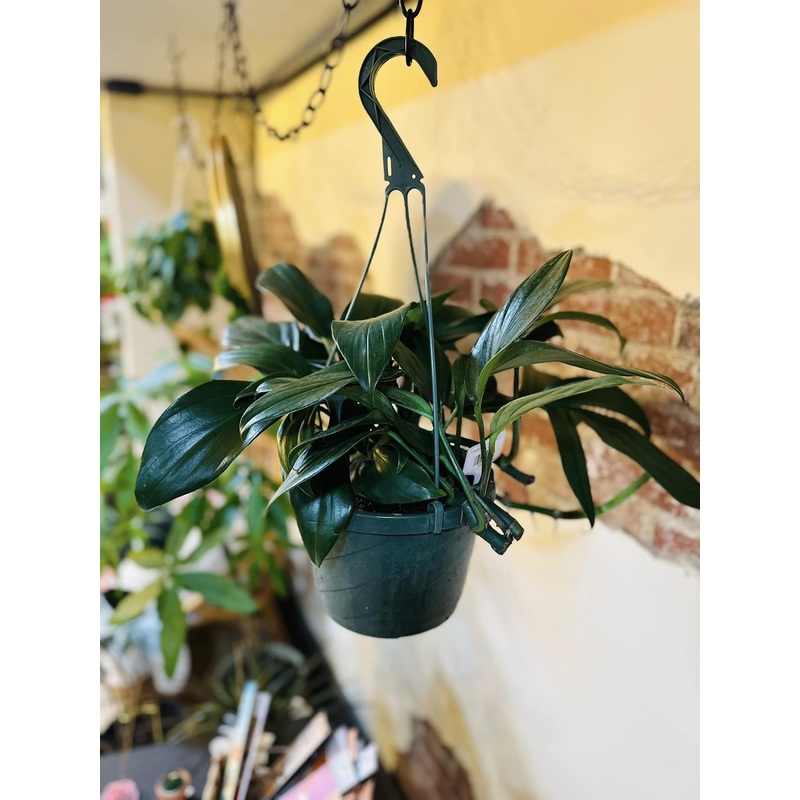 8 Rhaphidophora Decursiva Basket