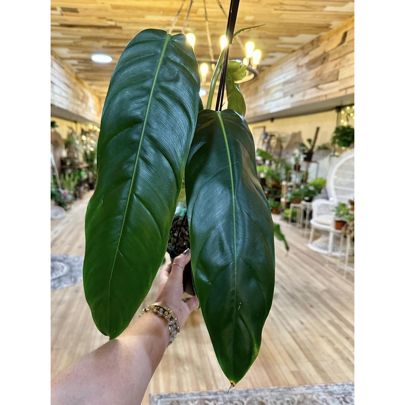 Philodendron patriciae Basket 6