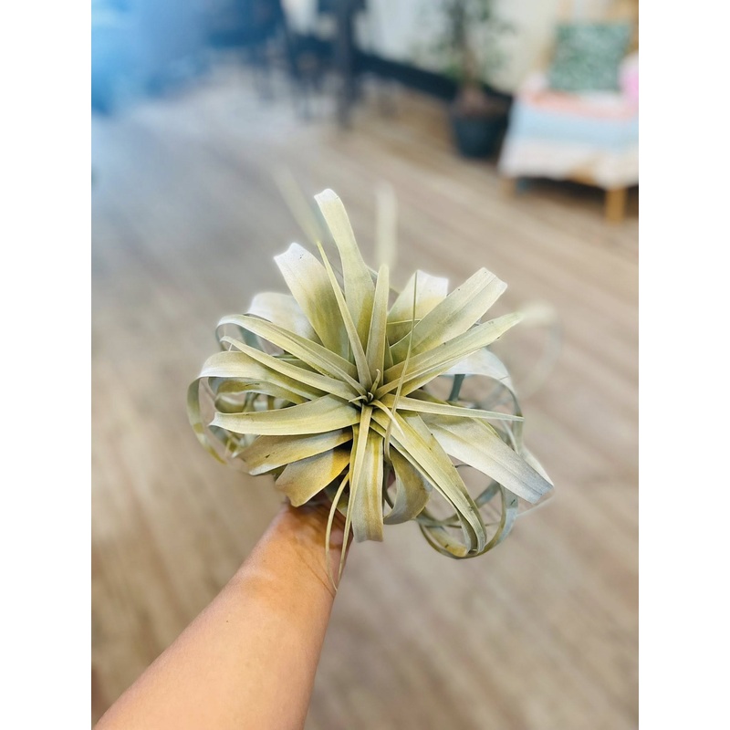 Xerographica