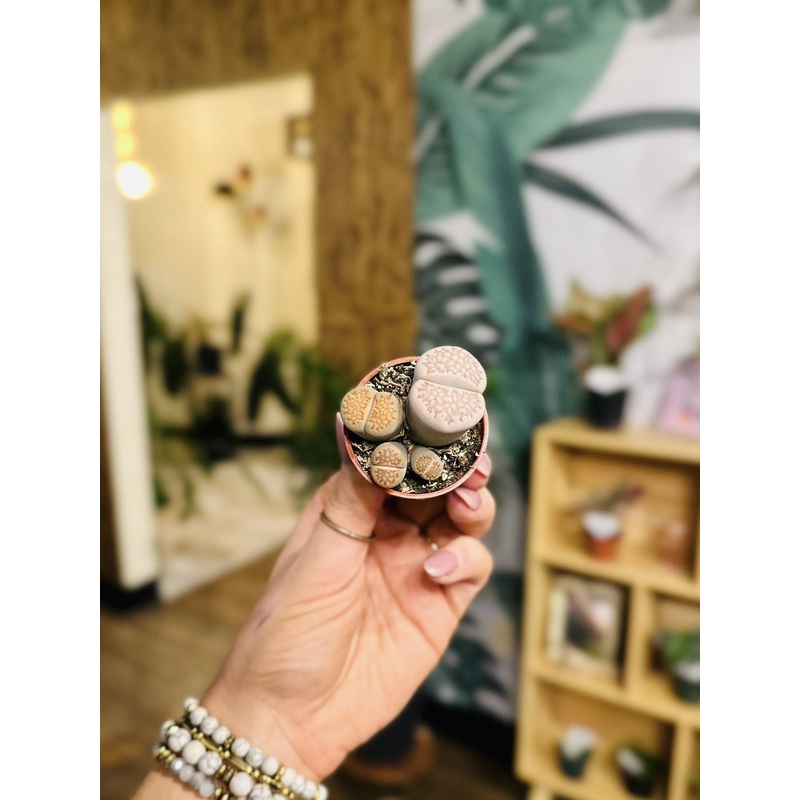 1.5 Lithops