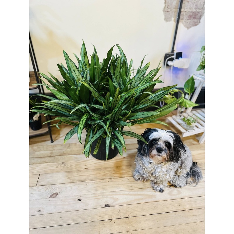 10 Aglaonema Cutlass