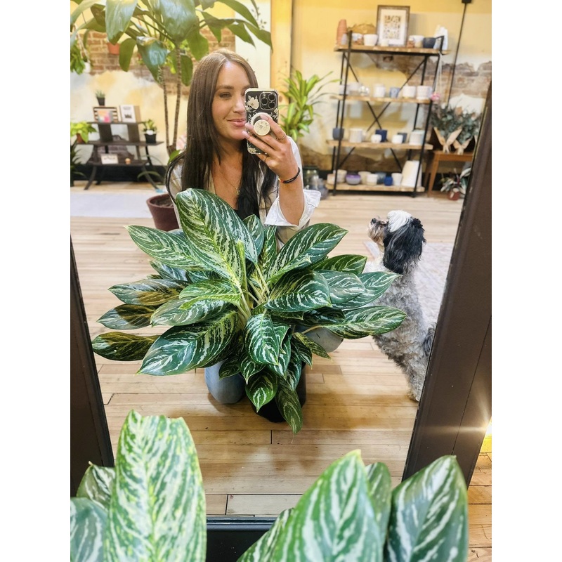 10 Aglaonema Golden Madonna