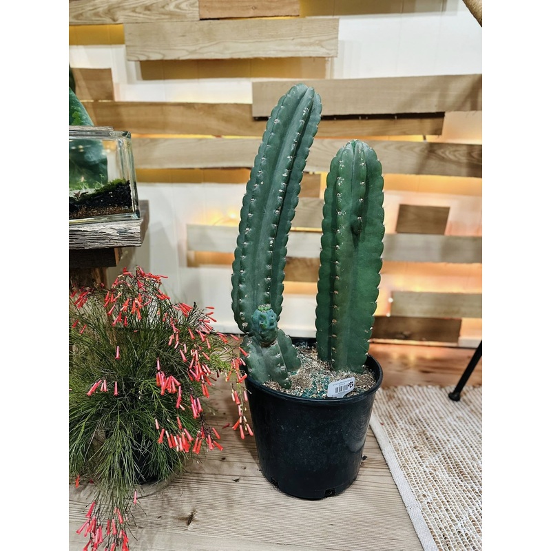 10 Cereus Peruvianus Cactus
