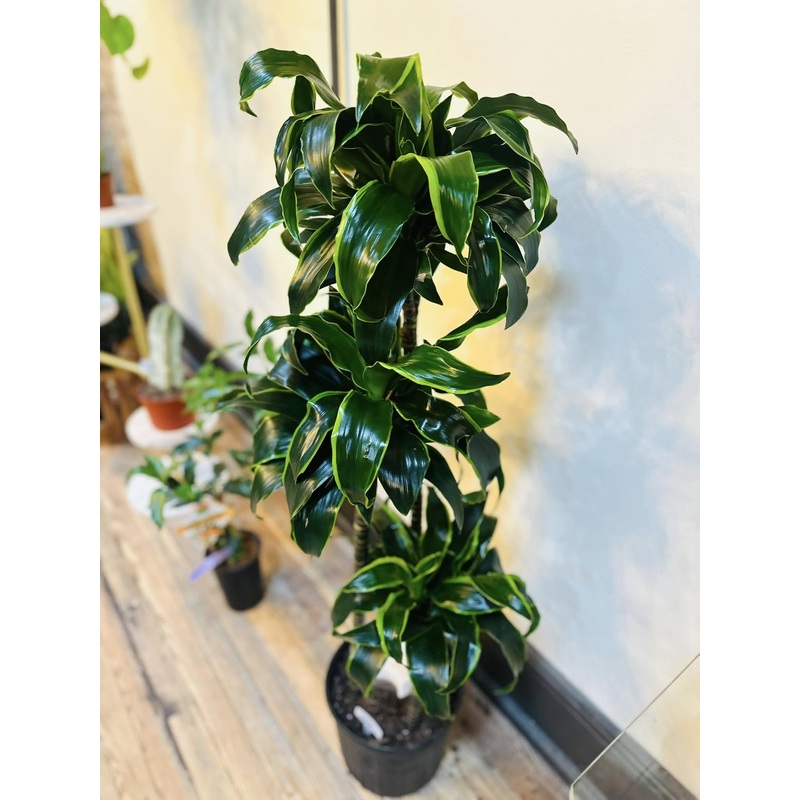 10 Dracaena Dorado