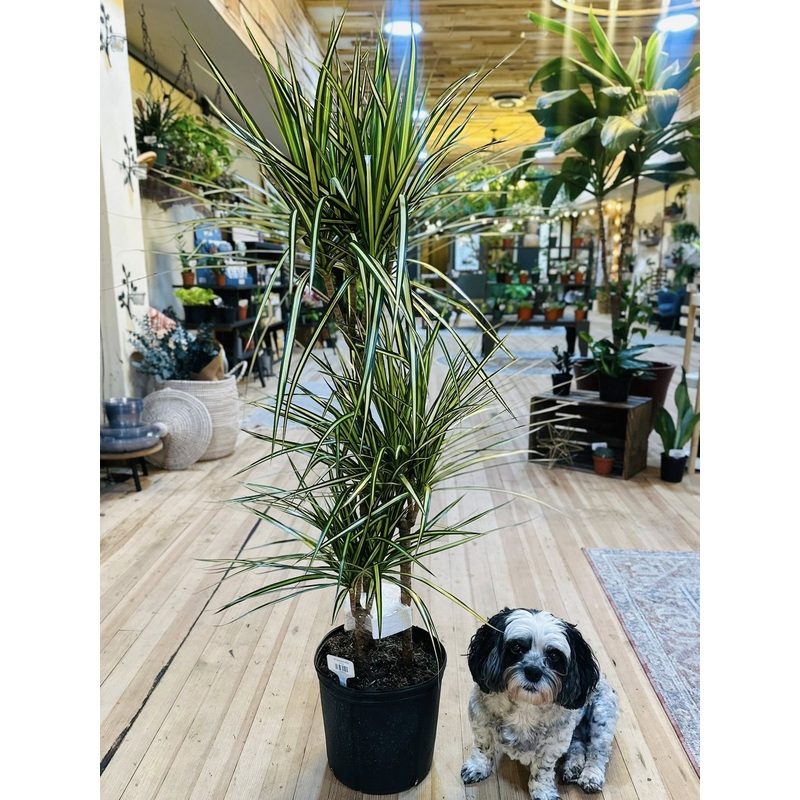 10 Dracaena Kiwi