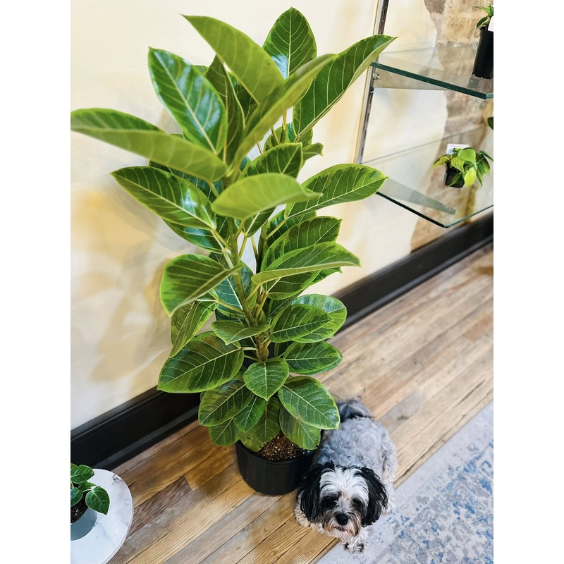 10 Ficus Altissima