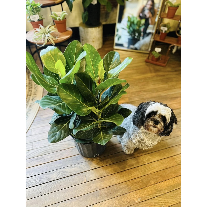 10 Ficus Audrey