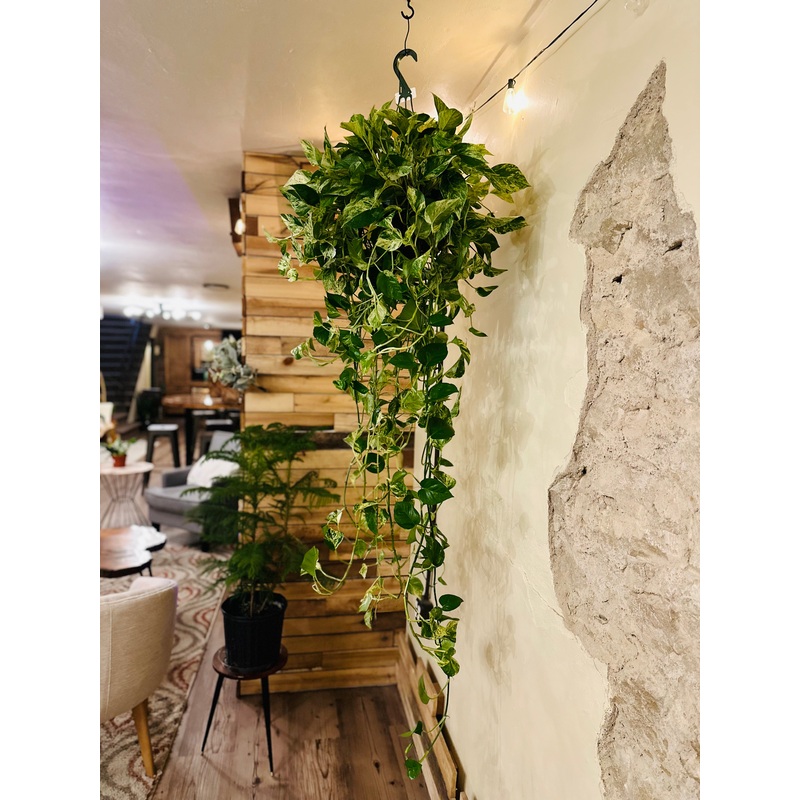 10 Golden Pothos Basket