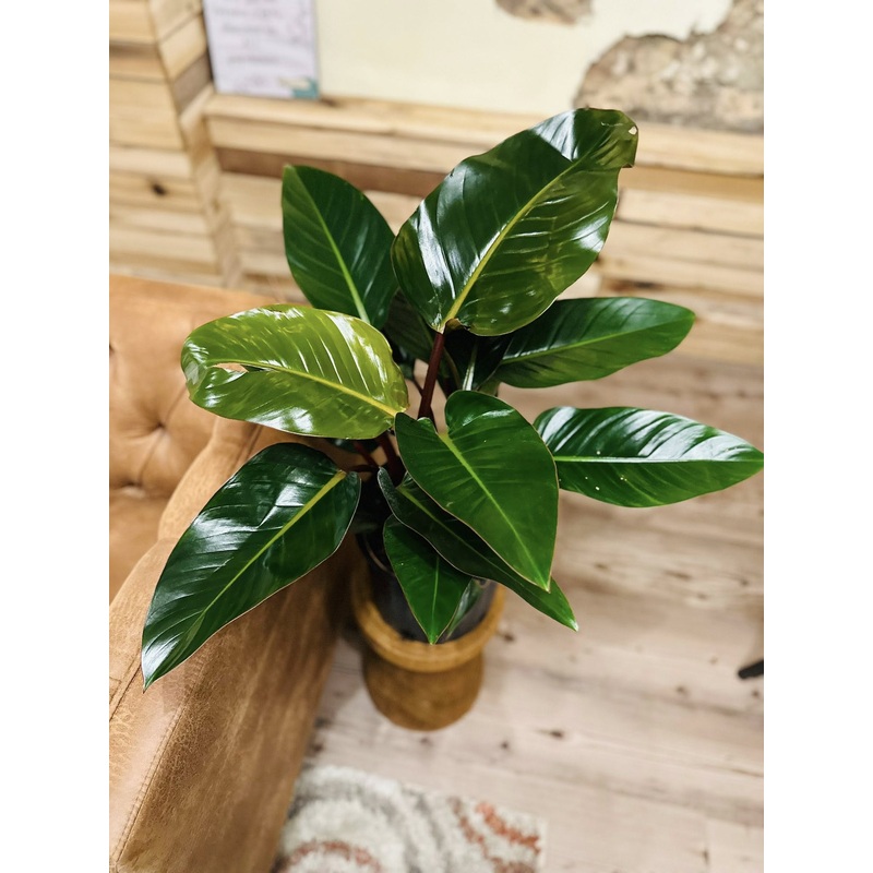 10 Philodendron Congo Rojo