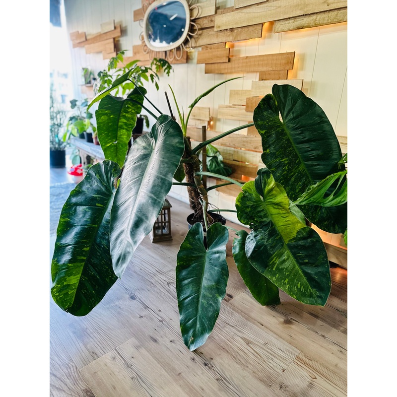 10 Philodendron ‘Jose Buono’