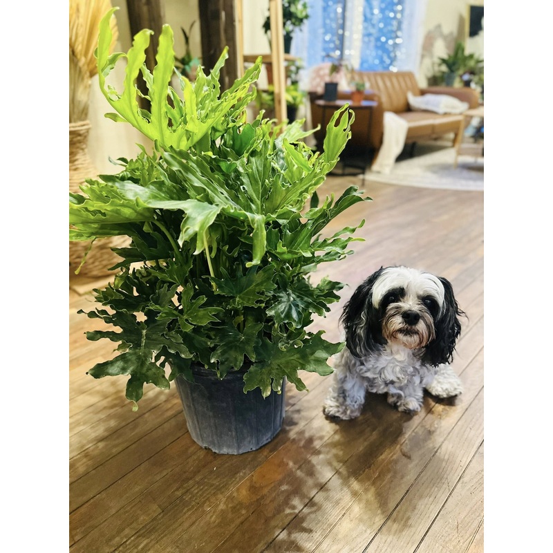 10 Philodendron Lickety Split