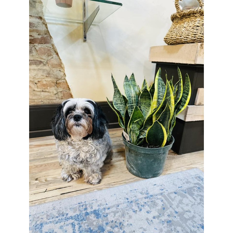 10 Superba Futura Laurentii Snake Plant