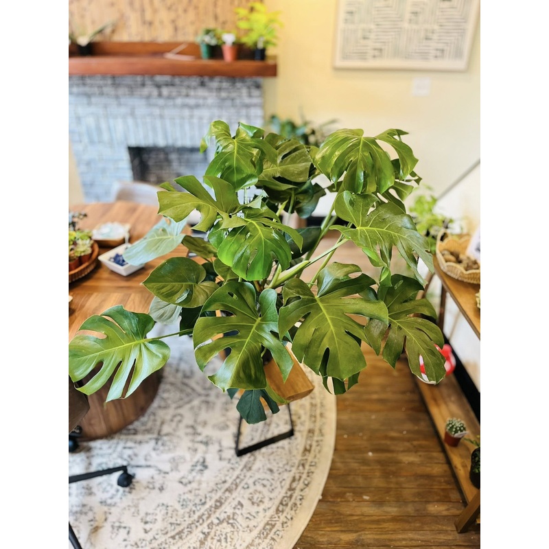 12 Monstera Deliciosa