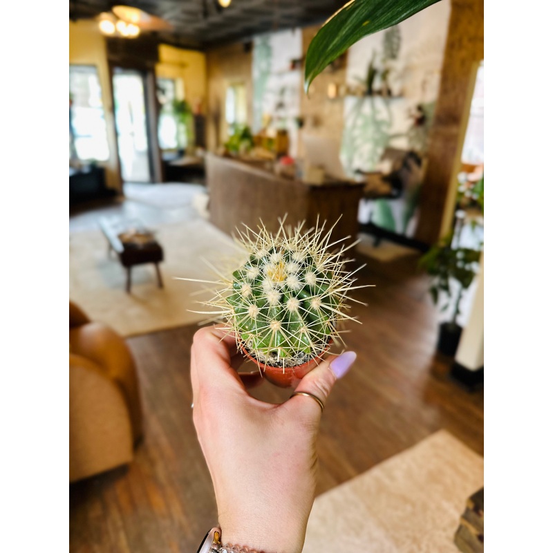2.5 Cactus Golden Barrel