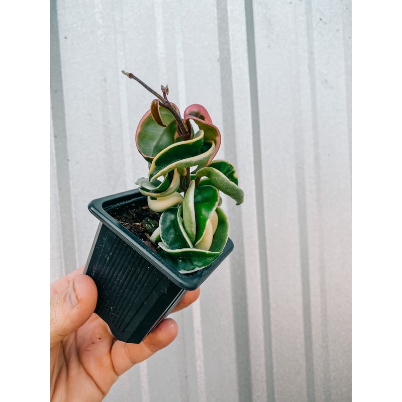 2.5 Hoya Compacta Variegated (Single Stem)