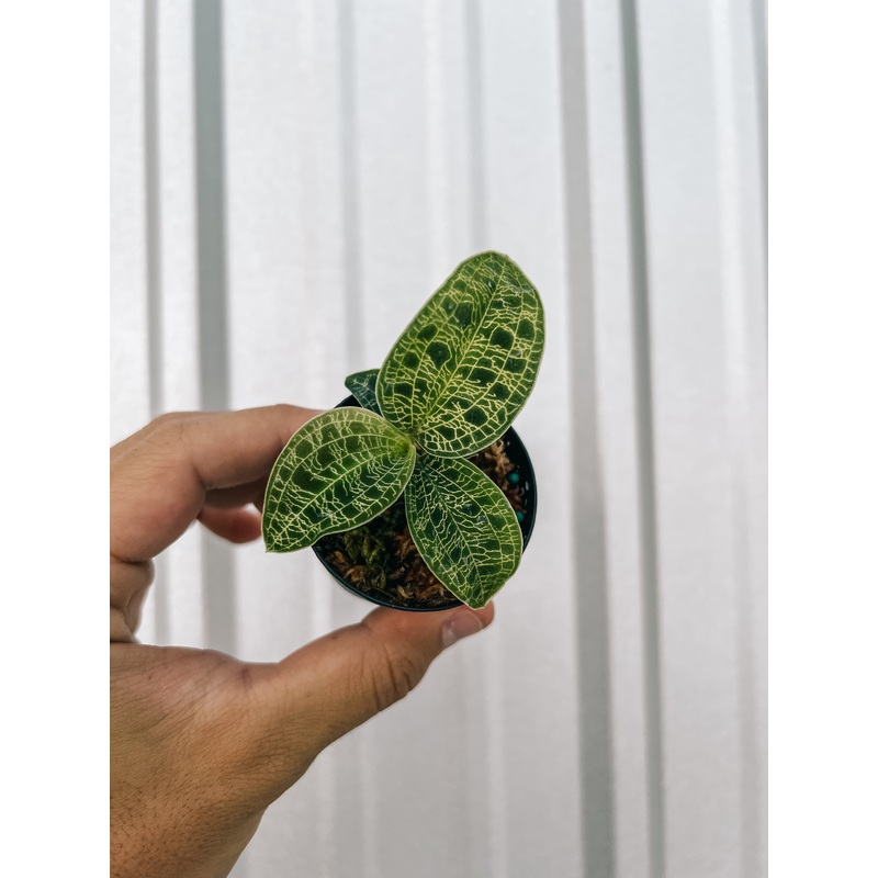 2 Jewel Orchid ‘Macodes Petola’