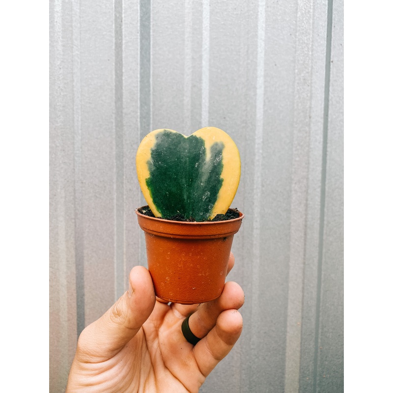2 Variegated Hoya ‘Kerrii’ (single leaf)