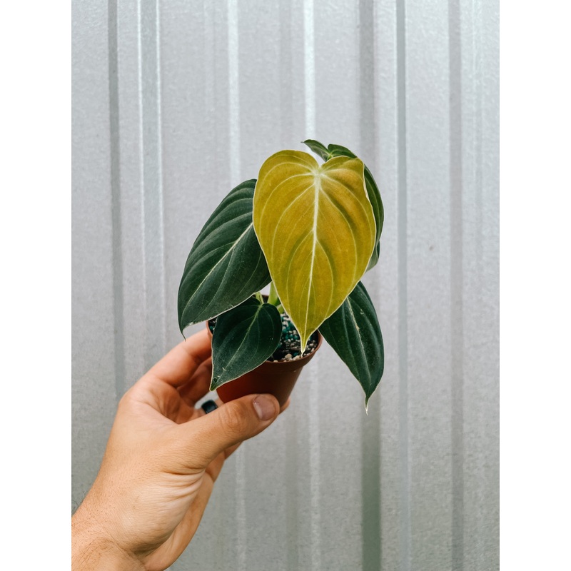 3.5 Philodendron ‘Melanochrysum’