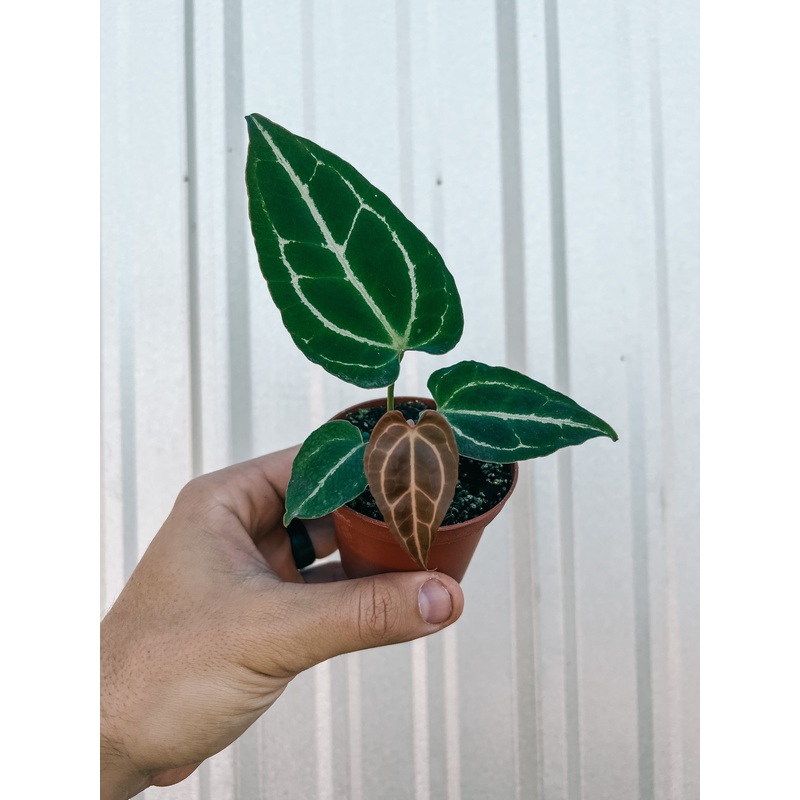 3 Anthurium ‘Crystallinum’ (seed grown)