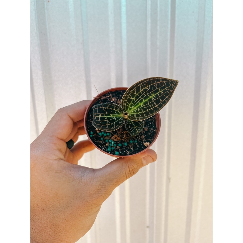 3 Jewel Orchid Macodes ‘Sanderiana x Limii’ (Gold Dust)