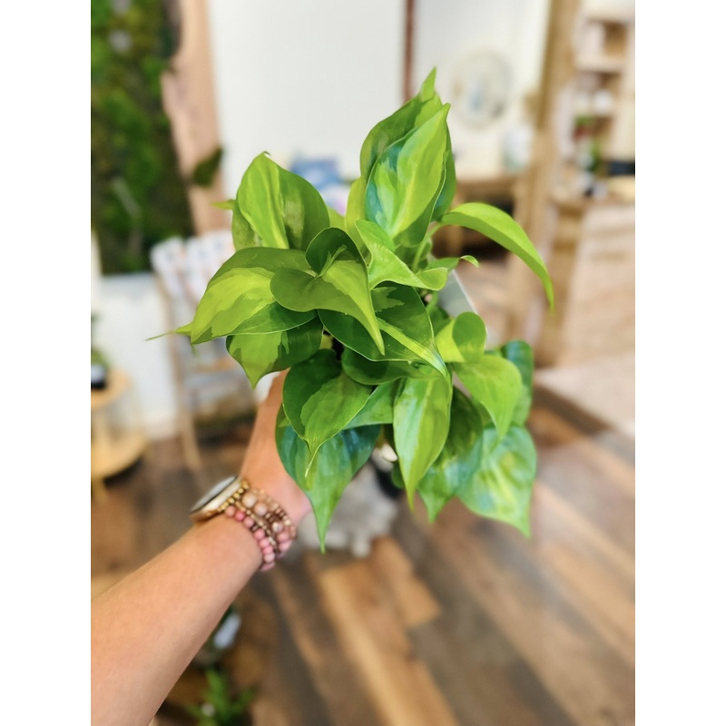 3 Philodendron Brazil