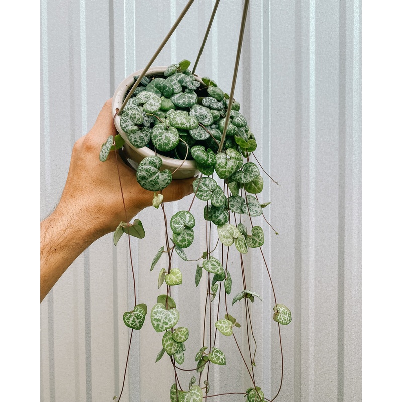 4.5 Ceropegia Woodii ‘String of Hearts’ (Hanging Basket)