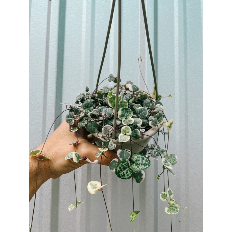 4.5 Variegated Ceropegia Woodii ‘String of Hearts’ (Hanging Basket)