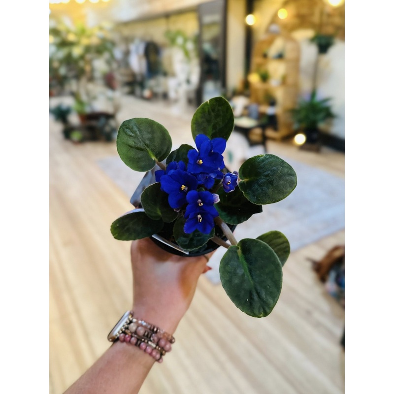 4 African Violet