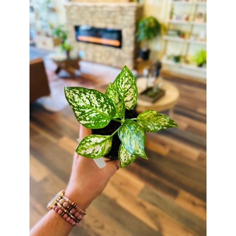 4 Aglaonema Eileen