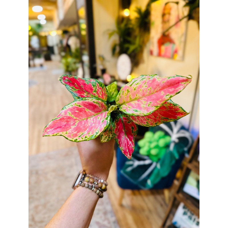 4 Aglaonema Richard