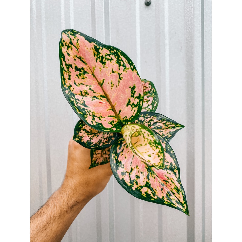 4 Aglaonema ‘Roxy Pink’