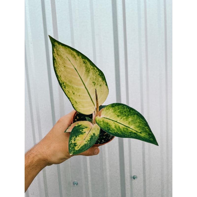 4 Aglaonema ‘Spitfire’