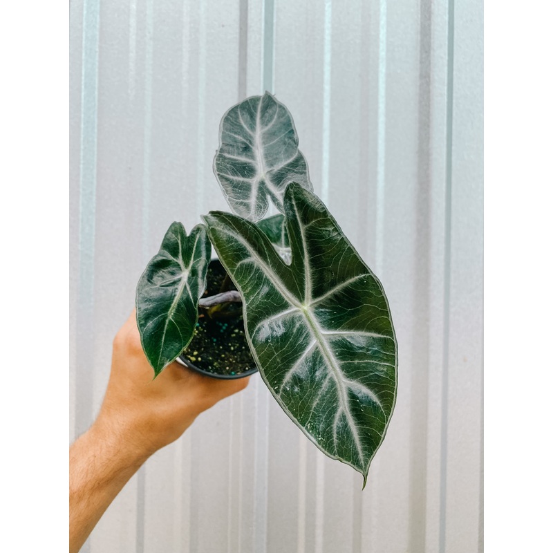 4 Alocasia ‘Ebony’
