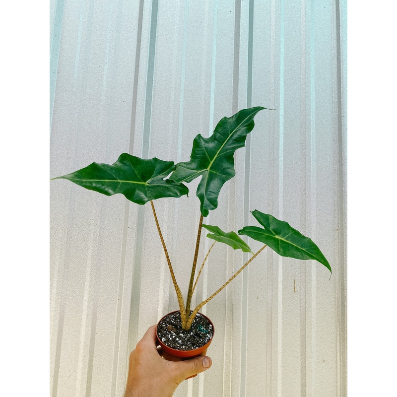 4 Alocasia ‘Golden Dragon’