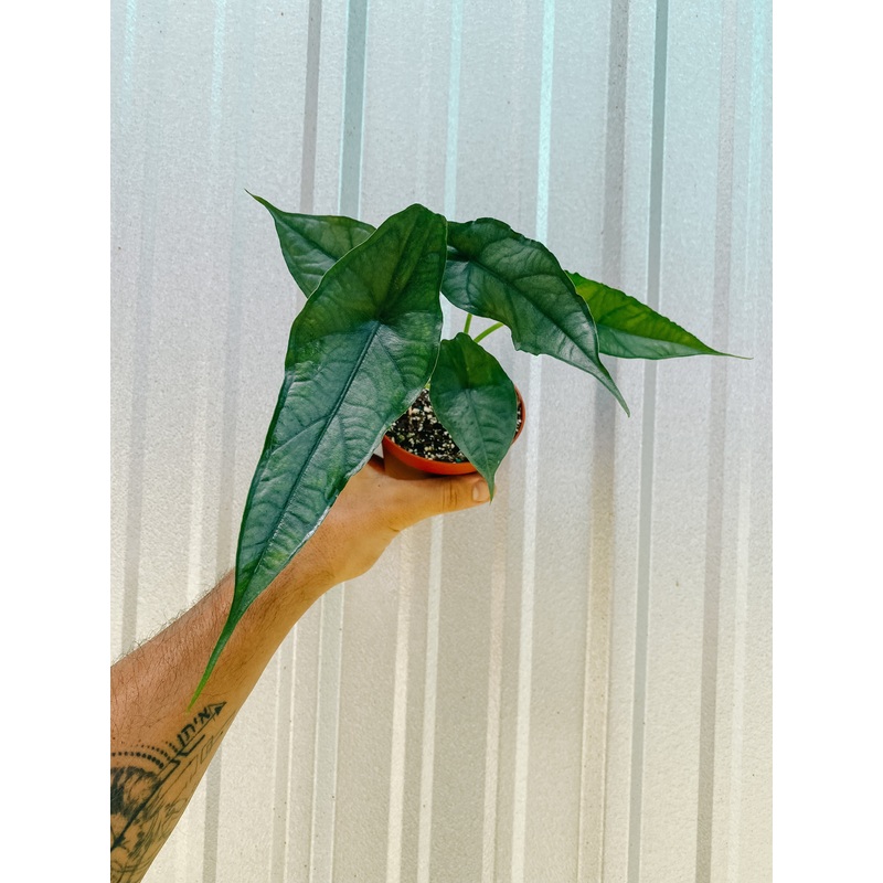 4 Alocasia ‘Heterophylla Dragon’s Breath’