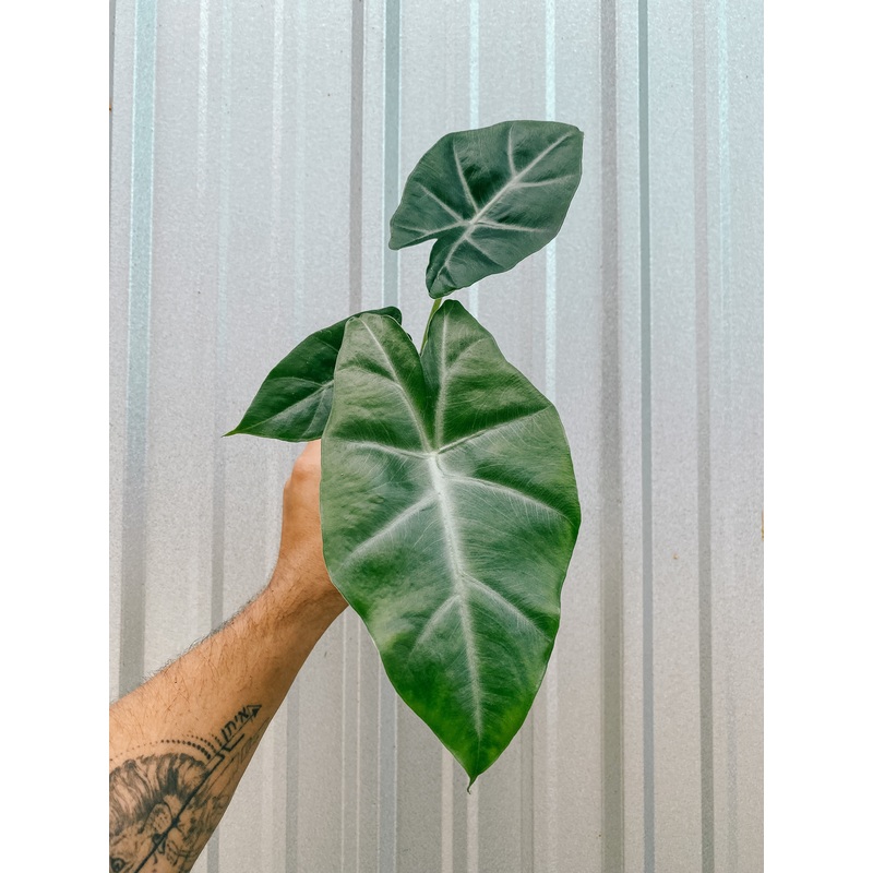 4 Alocasia ‘longiloba’
