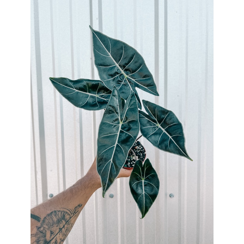 4 Alocasia Longiloba ‘Dragon’s Tooth’