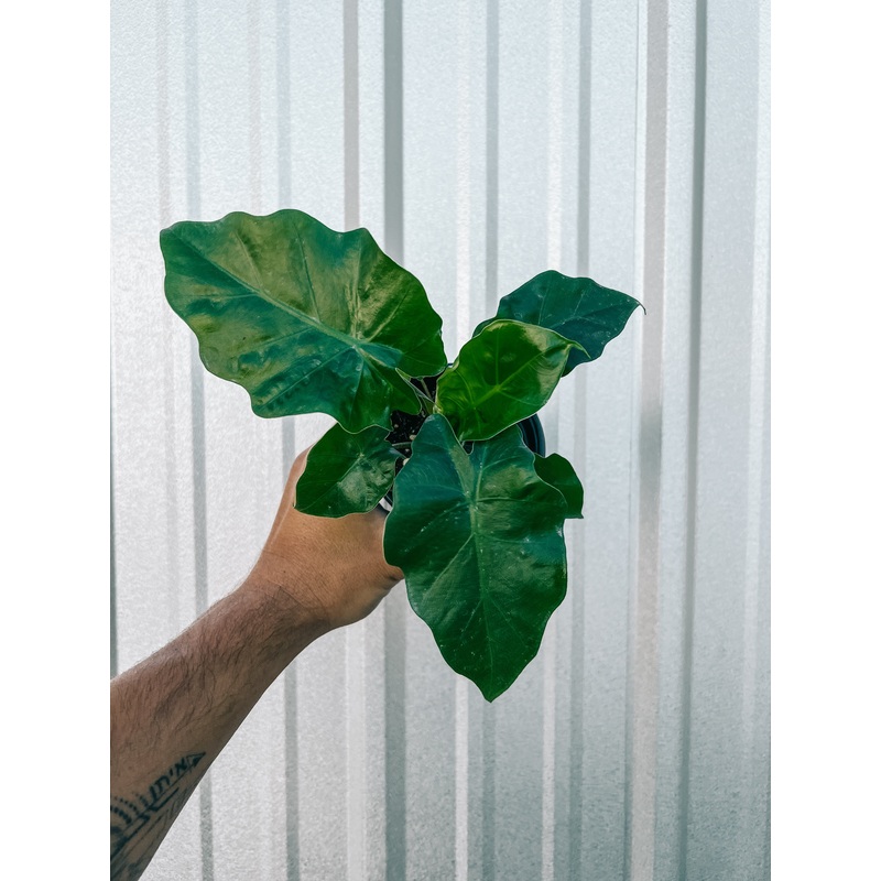 4 Alocasia ‘Low Rider’
