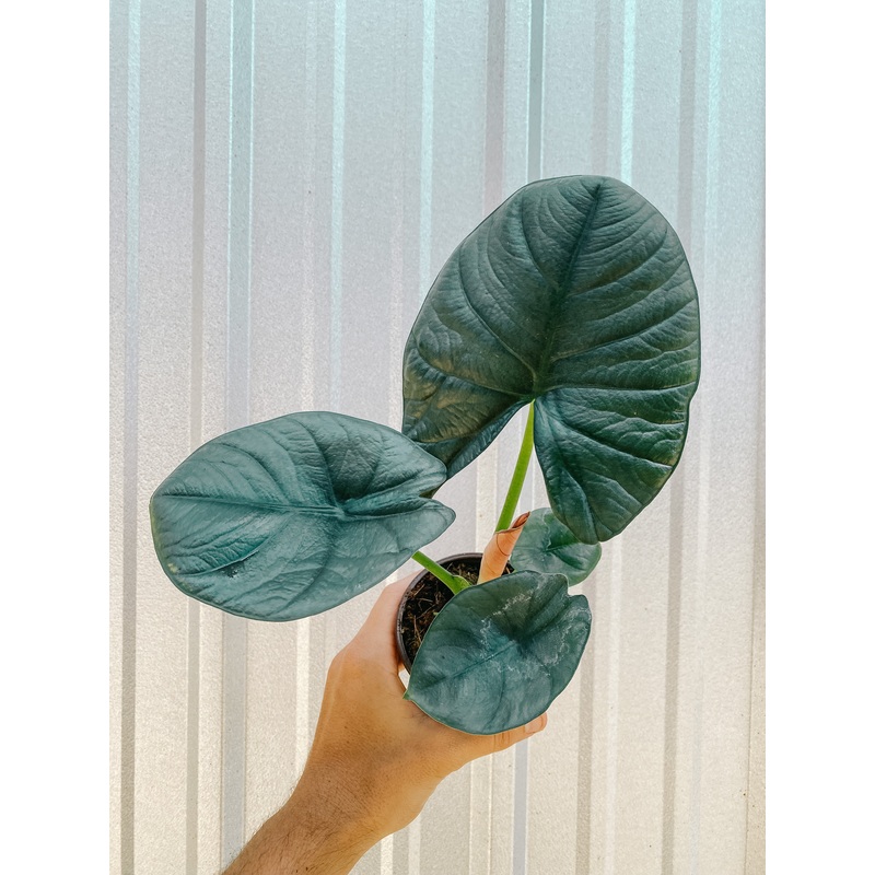 4 Alocasia ‘Reginae’