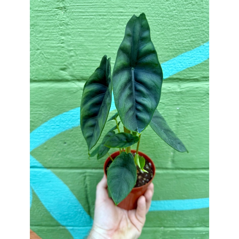 4 Alocasia ‘venusta’