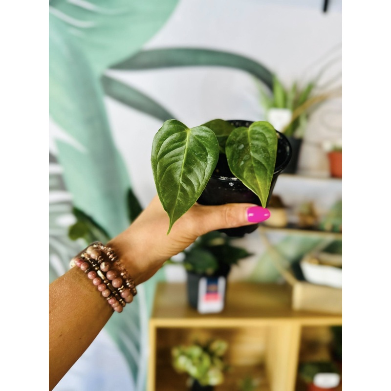 4 Anthurium Veitchii