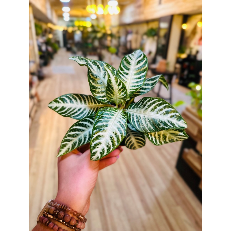 4 Aphelandra Snow White